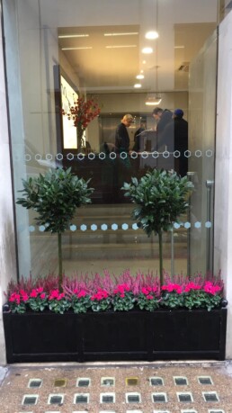 Photograph of vibrant winter plant maintenance for Savile Row, London, with Heather and hot pink Cyclamen with Structured Bay trees in a black trough in front of an office window. Mayfair; Luxury London; Soho Florist; Contract planting; plant Maintenance; landscaping; Corporate plants